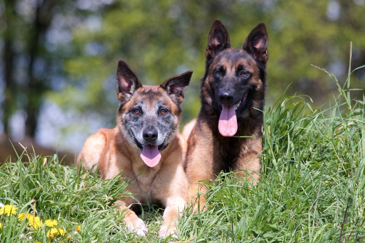 dierenartsen kim en greet - vaccinatie hond